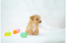 Maltipoo Puppy for Adoption