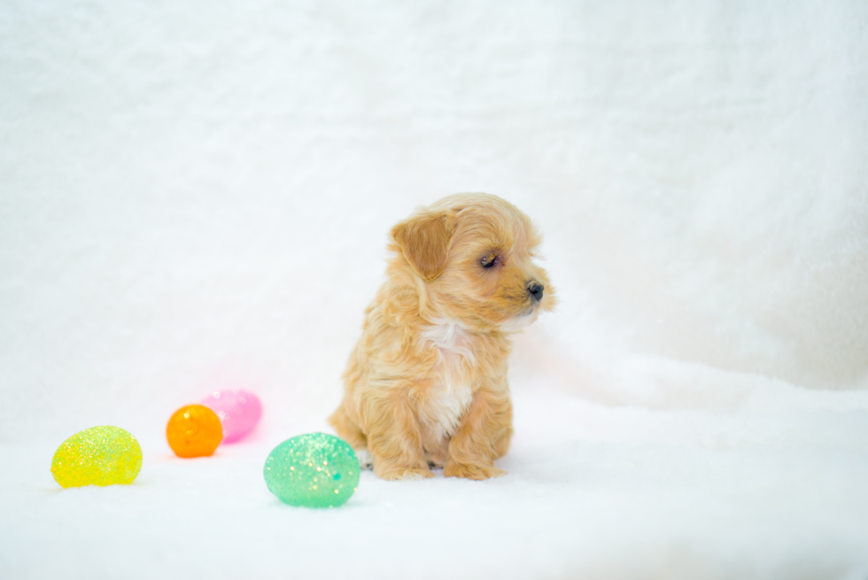 Maltipoo Puppy for Adoption