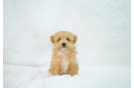 Best Maltipoo Baby