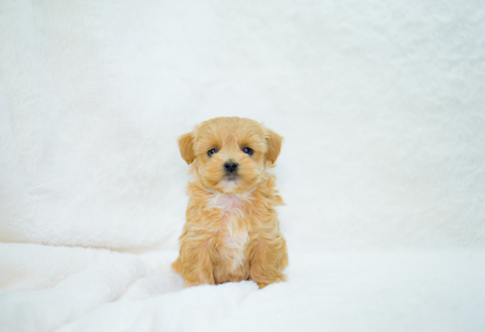 Best Maltipoo Baby