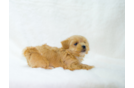 Best Maltipoo Baby