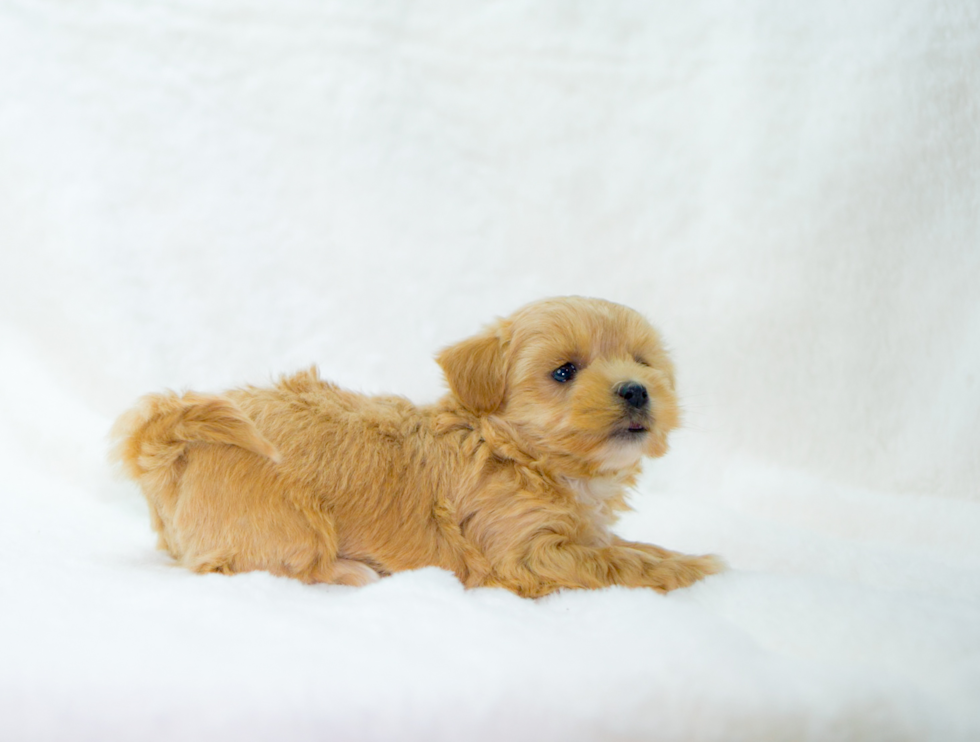 Best Maltipoo Baby