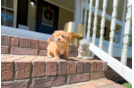 Cute Maltipoo Baby