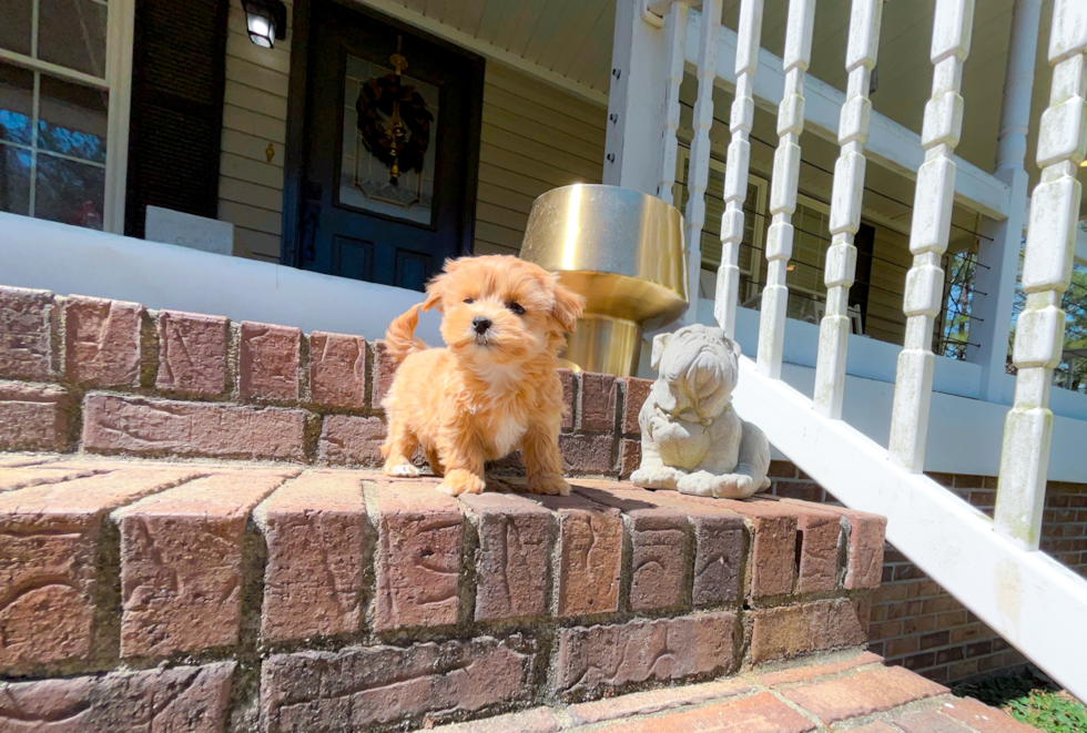 Cute Maltipoo Baby