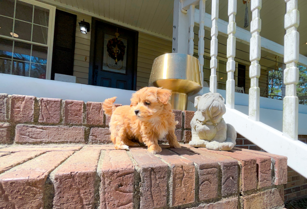 Best Maltipoo Baby