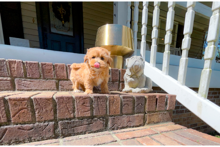 Cute Maltipoo Baby