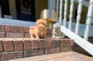 Cute Maltipoo Baby
