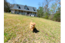 Maltipoo Puppy for Adoption