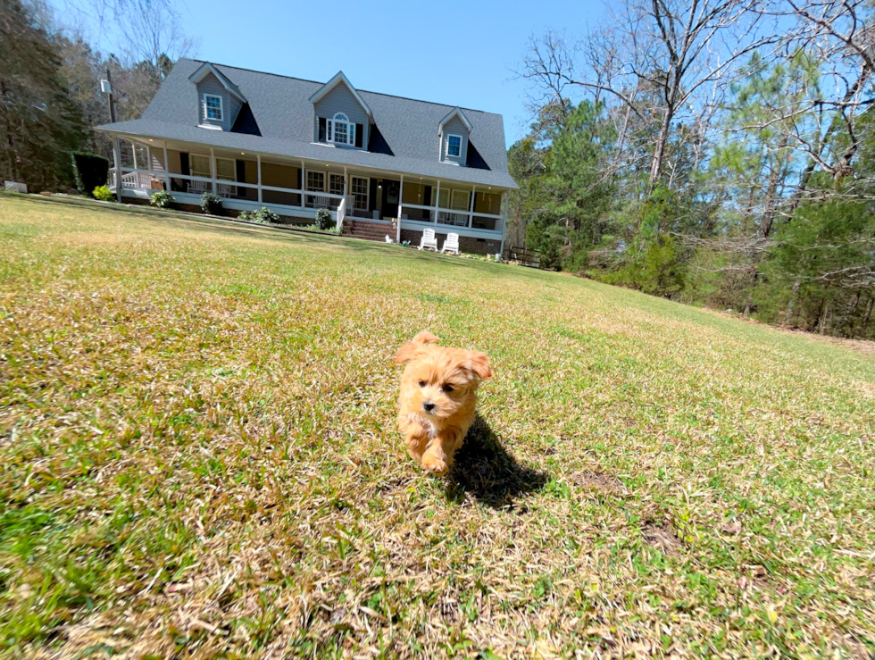 Maltipoo Puppy for Adoption