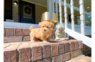Cute Malt a Poo Poodle Mix Puppy