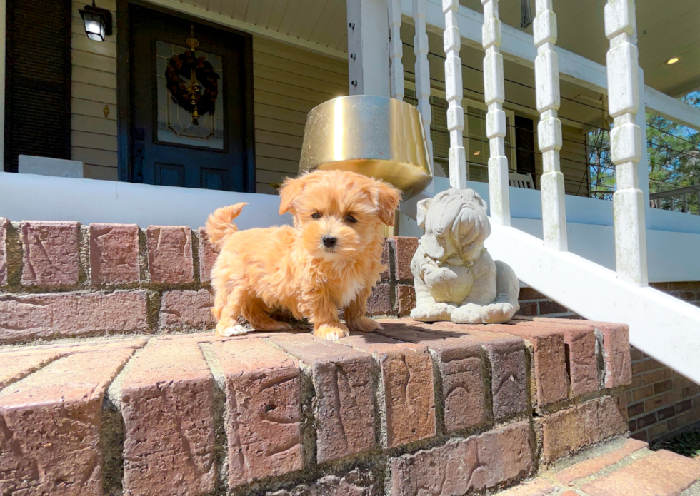 Cute Malt a Poo Poodle Mix Puppy