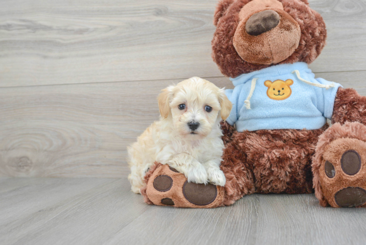 Hypoallergenic Maltese Poodle Poodle Mix Puppy