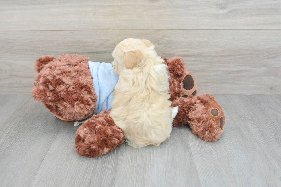 Maltipoo Puppy for Adoption