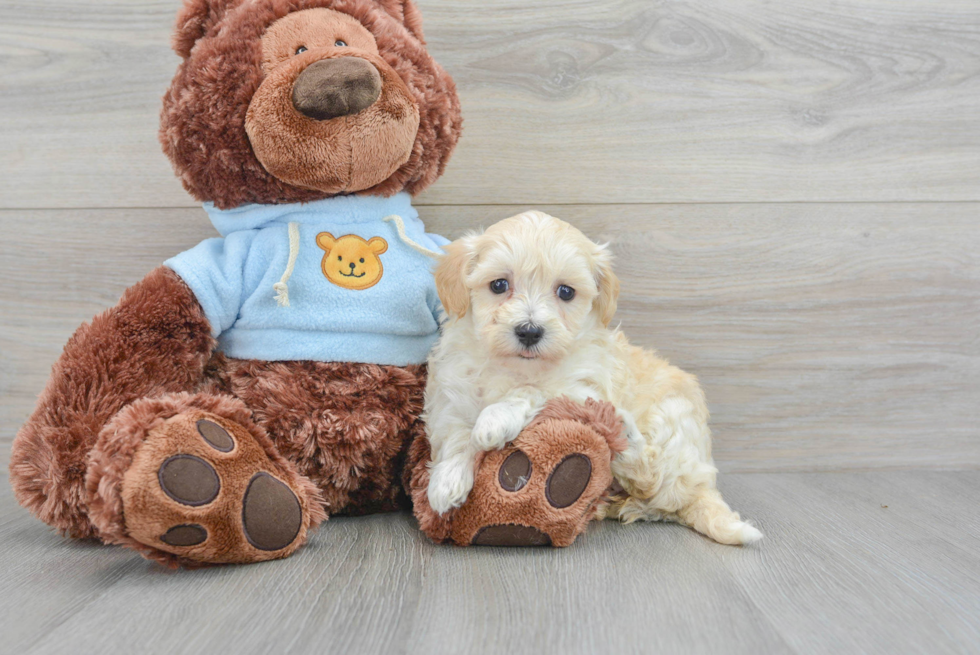 Fluffy Maltipoo Poodle Mix Pup