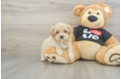 Playful Maltese Poodle Poodle Mix Puppy