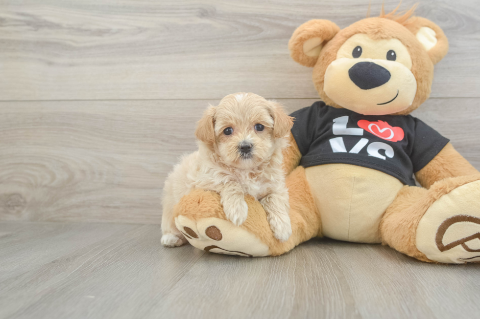 Playful Maltese Poodle Poodle Mix Puppy