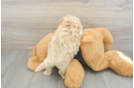 Adorable Maltese Poodle Poodle Mix Puppy