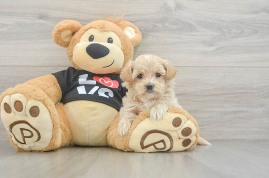 Maltipoo Pup Being Cute