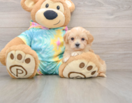 8 week old Maltipoo Puppy For Sale - Simply Southern Pups