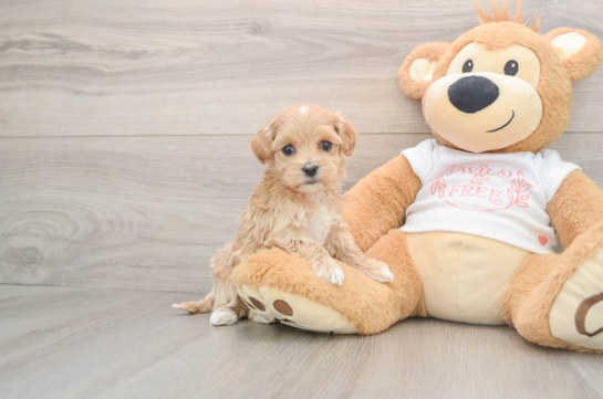 Maltipoo Puppy for Adoption