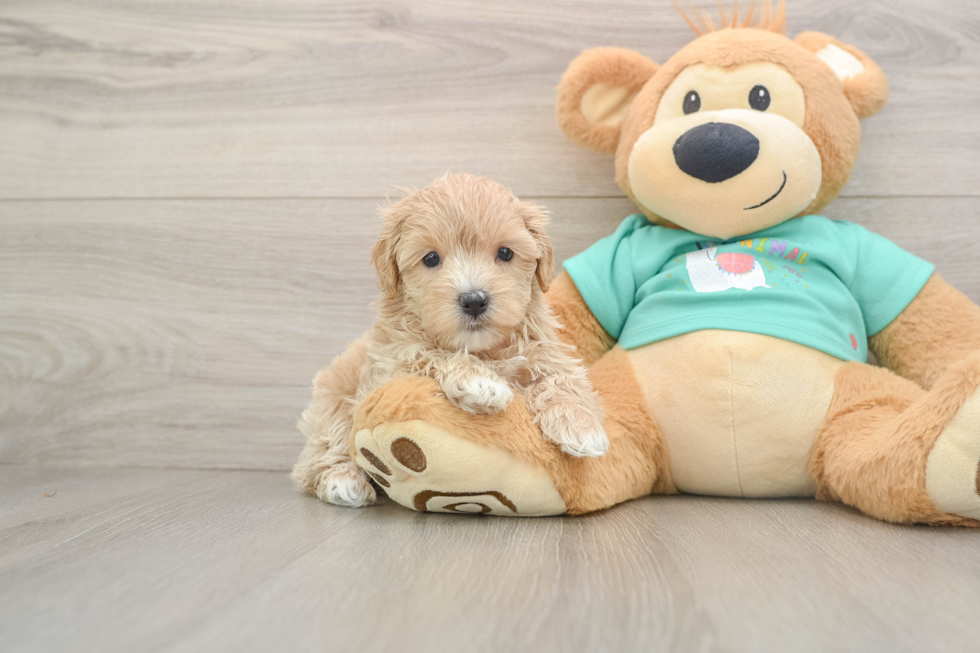 Smart Maltipoo Poodle Mix Pup
