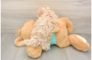 Maltipoo Puppy for Adoption