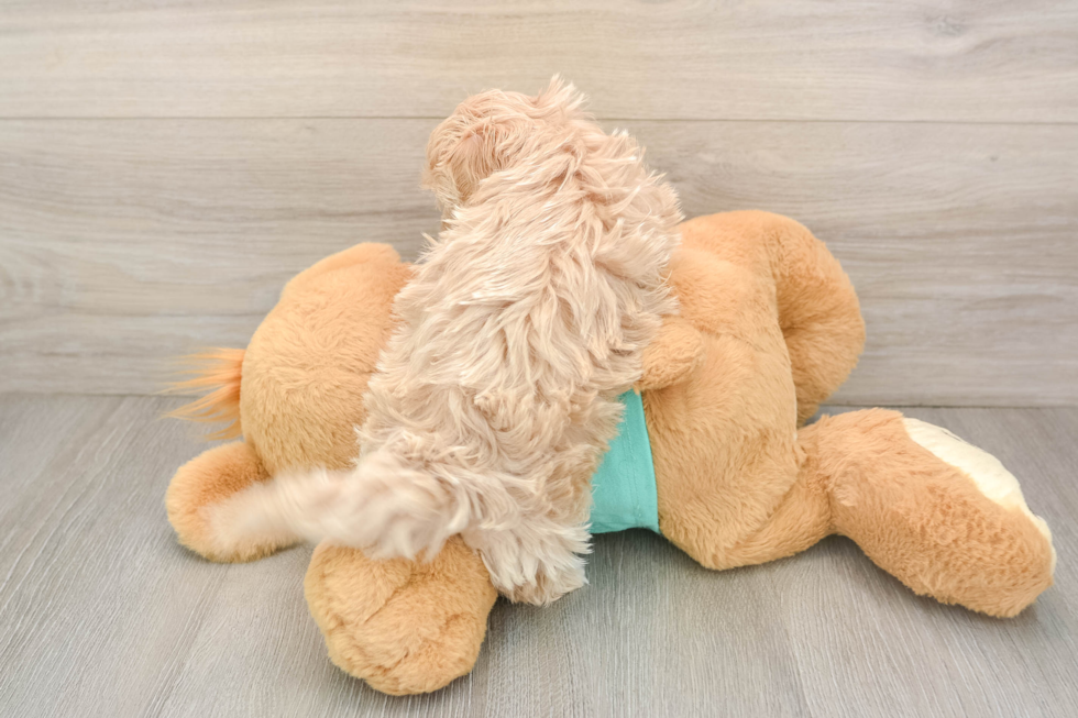 Maltipoo Puppy for Adoption
