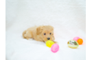 Best Maltipoo Baby