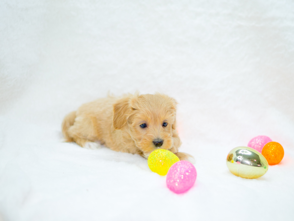 Best Maltipoo Baby