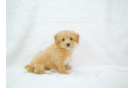 Cute Maltipoo Baby