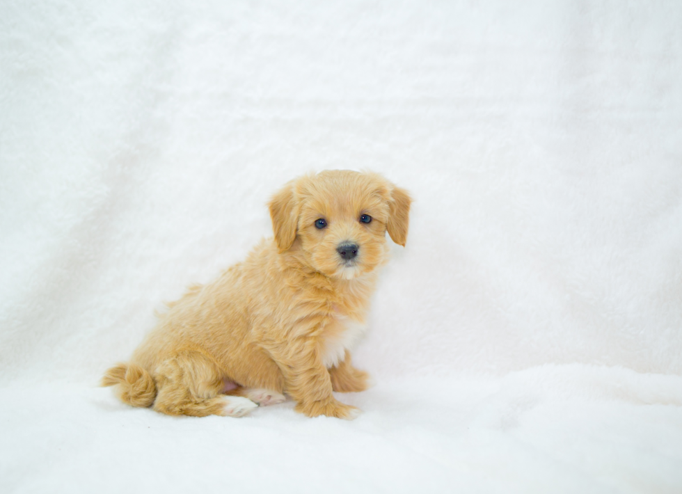 Cute Maltipoo Baby