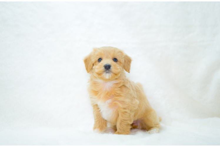 Maltipoo Puppy for Adoption
