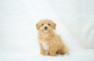 Maltipoo Puppy for Adoption