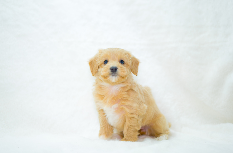 Maltipoo Puppy for Adoption