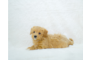 Maltipoo Puppy for Adoption