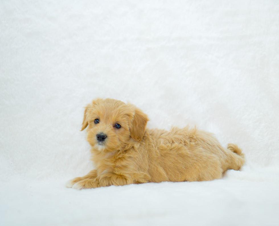 Maltipoo Puppy for Adoption