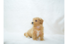 Maltipoo Puppy for Adoption