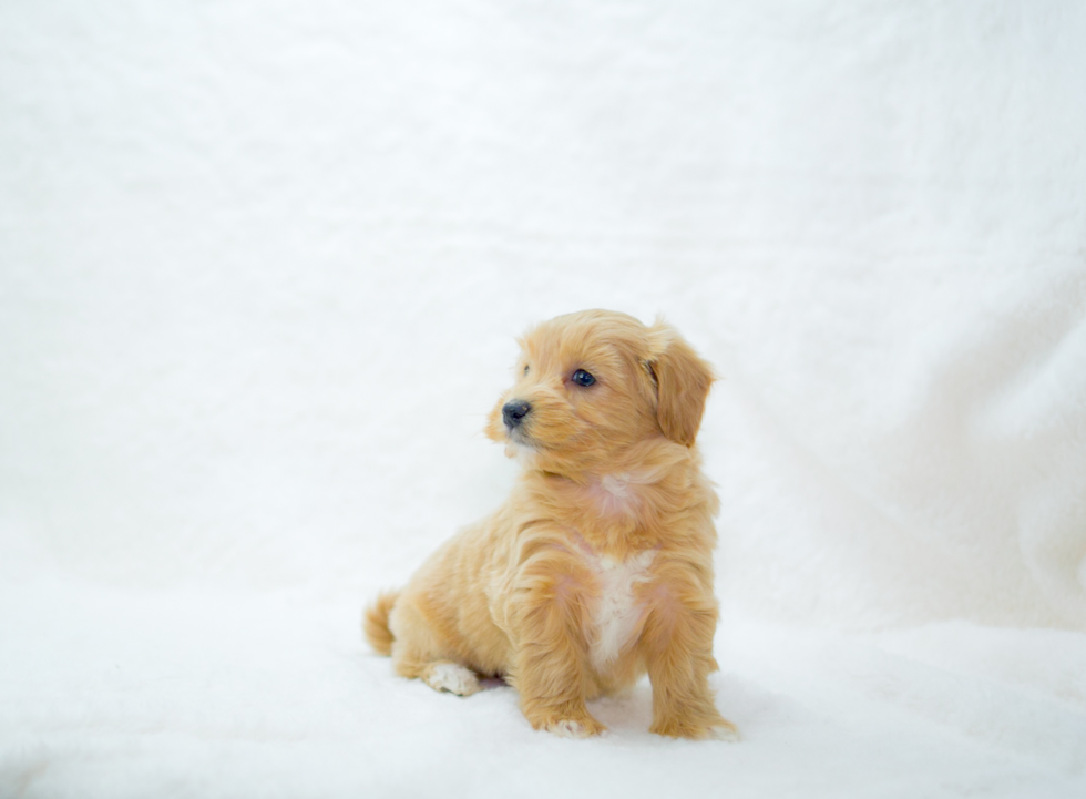 Maltipoo Puppy for Adoption