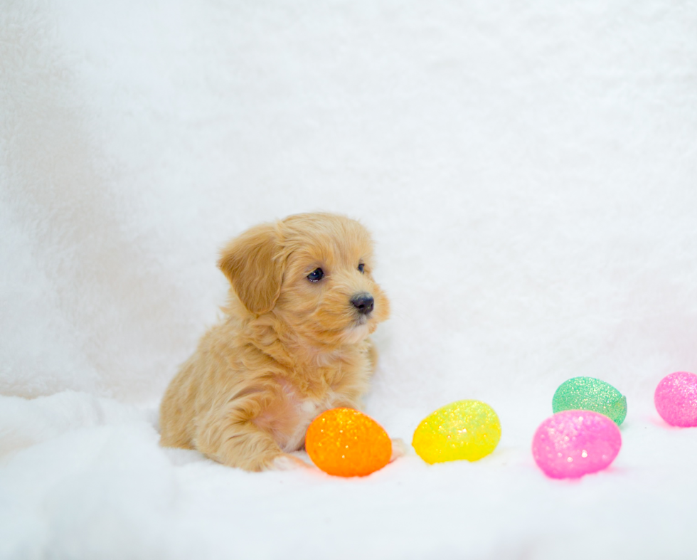 Cute Malt a Poo Poodle Mix Puppy