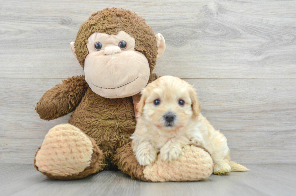 5 week old Maltipoo Puppy For Sale - Simply Southern Pups