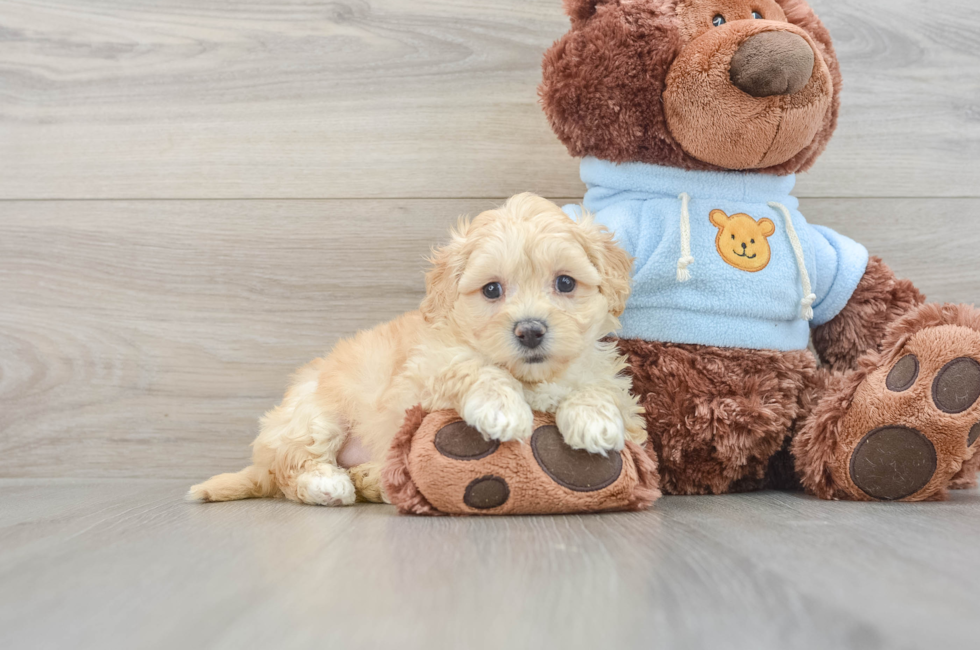 6 week old Maltipoo Puppy For Sale - Simply Southern Pups