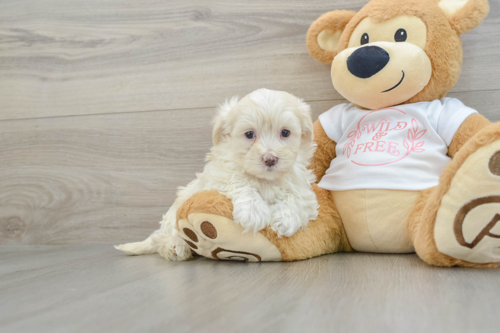 Hypoallergenic Maltese Poodle Poodle Mix Puppy