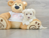 9 week old Maltipoo Puppy For Sale - Simply Southern Pups