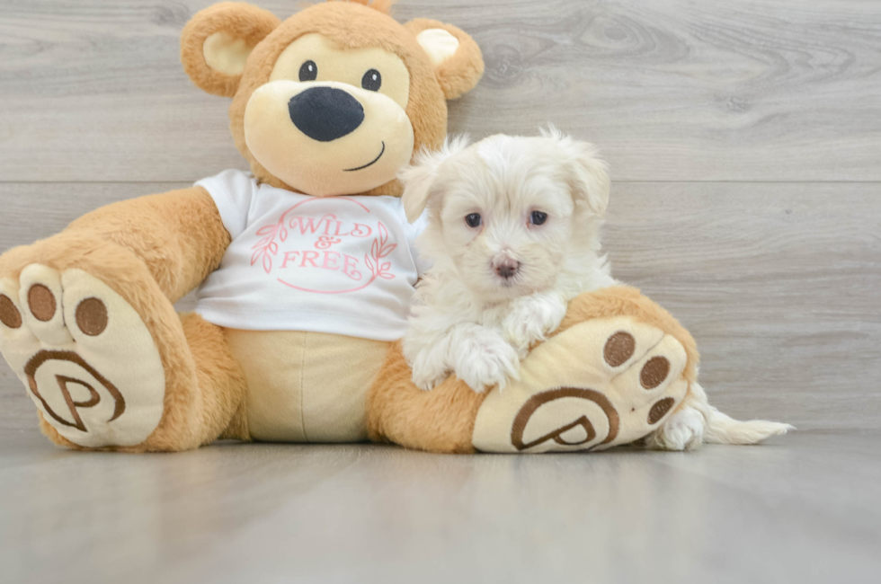 6 week old Maltipoo Puppy For Sale - Simply Southern Pups