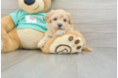 Sweet Maltipoo Baby