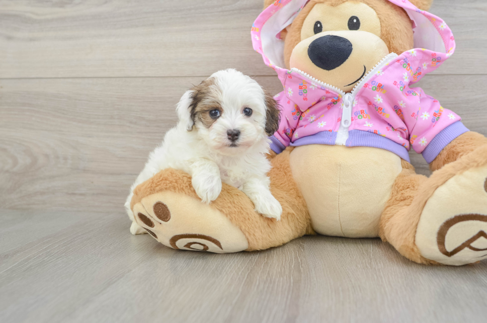 6 week old Maltipoo Puppy For Sale - Simply Southern Pups