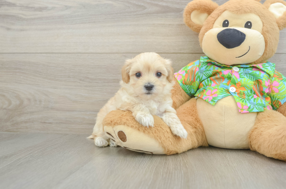6 week old Maltipoo Puppy For Sale - Simply Southern Pups