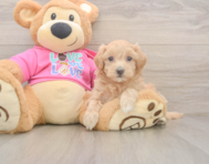 7 week old Maltipoo Puppy For Sale - Simply Southern Pups