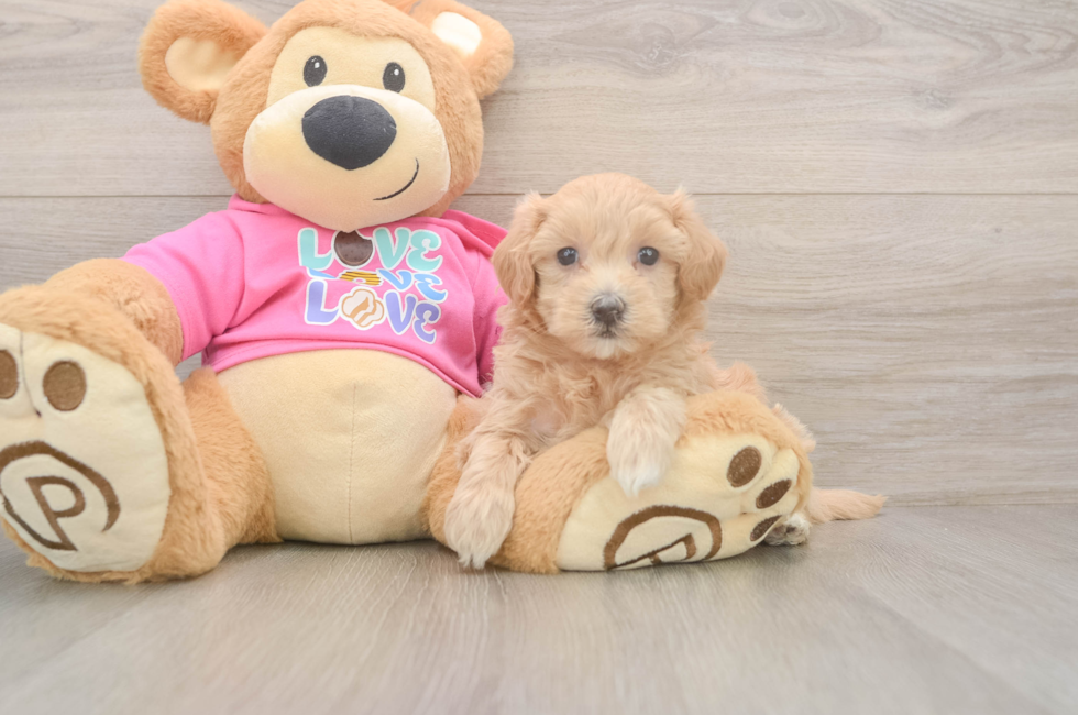 5 week old Maltipoo Puppy For Sale - Simply Southern Pups