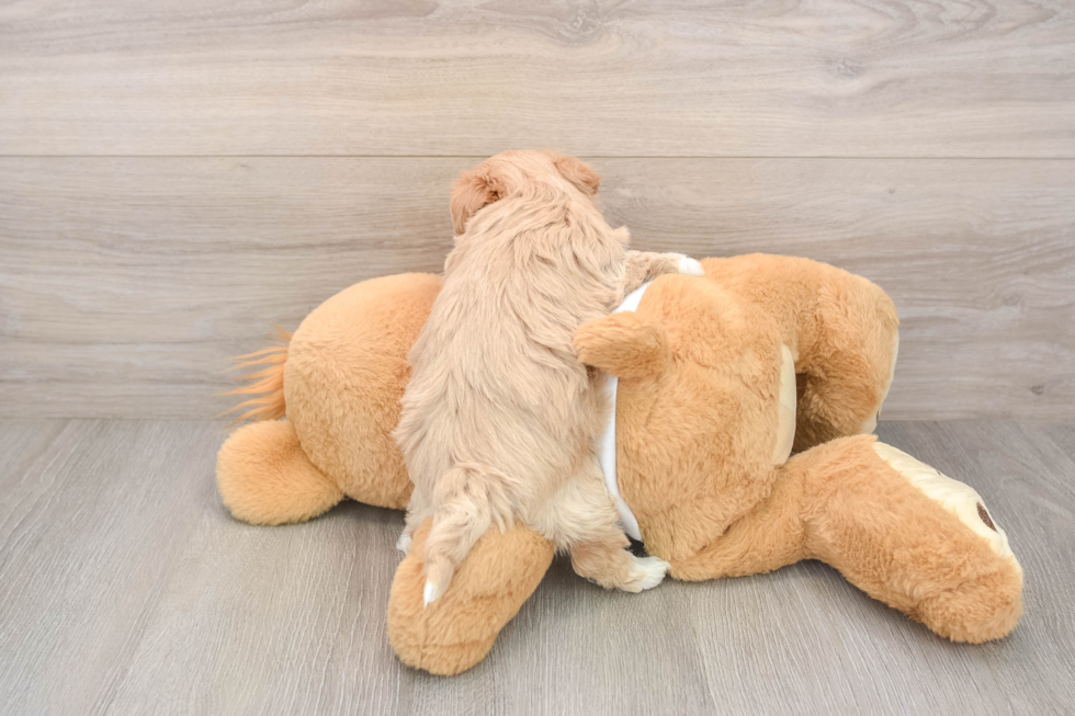 Little Moodle Poodle Mix Puppy